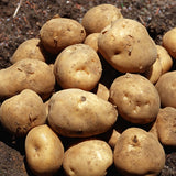 徳之島産 赤土馬鈴薯(ジャガイモ)春一番 5kg入り(税送料込)徳之島より直送!