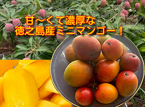 徳之島産 ミニマンゴー2kg（ご家庭用）数量限定品！ ※クール便扱い