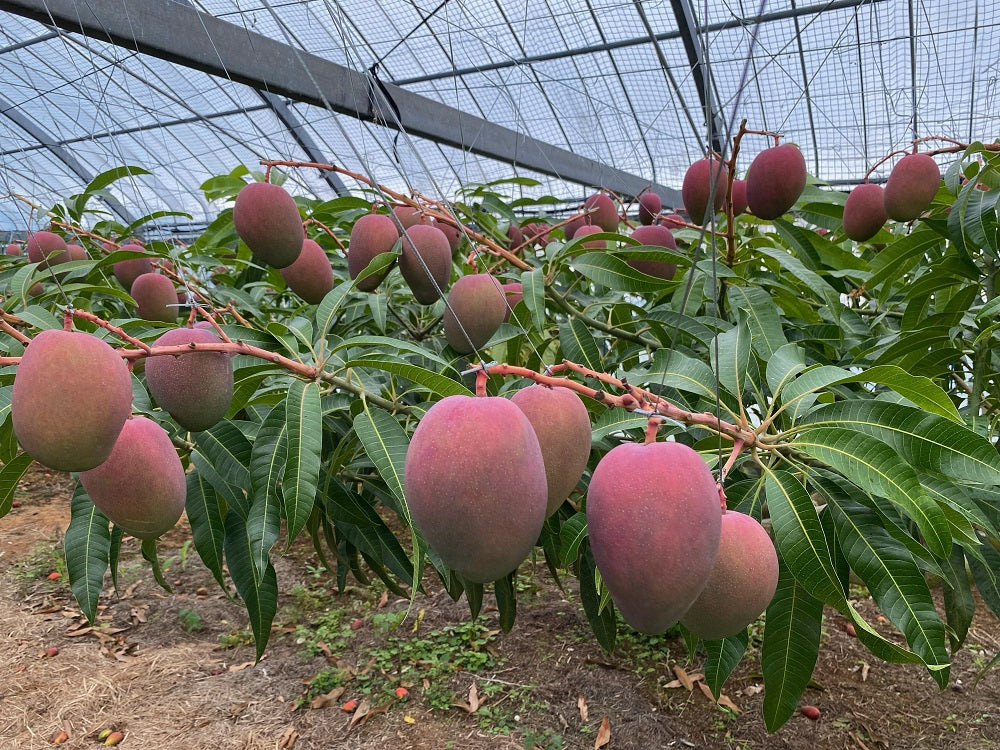 徳之島産 完熟マンゴー ご贈答用 – 徳之島産直品市場