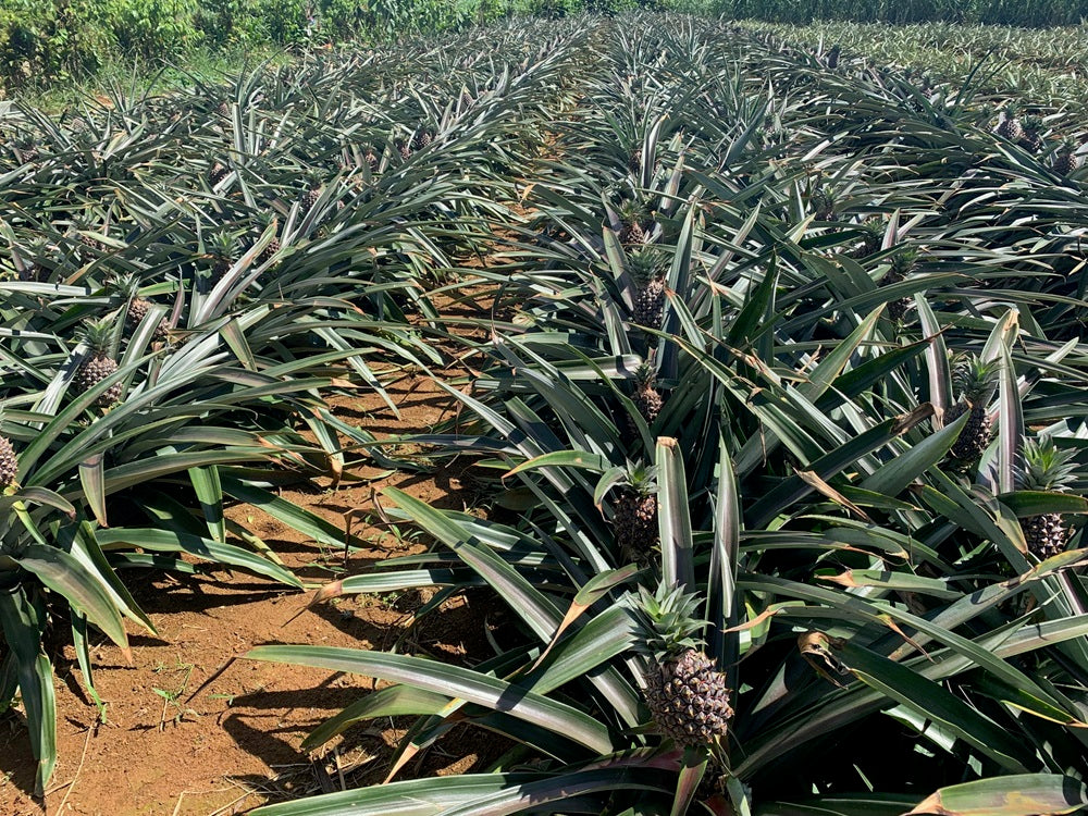徳之島産パイナップル2～4個入（5kg～6kg）※クール便扱い – 徳之島