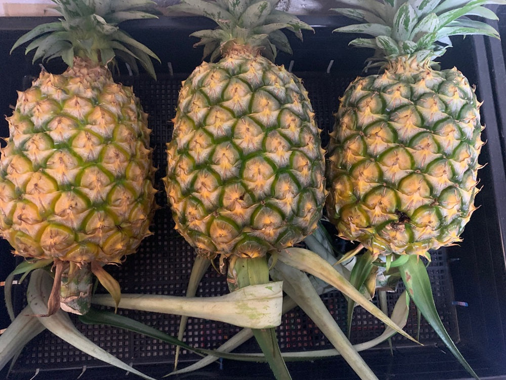 徳之島産パイナップル2～4個入（5kg～6kg）※クール便扱い – 徳之島