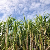 徳之島産　新糖（純黒糖）200ｇ入り　５袋セット（税送料込）