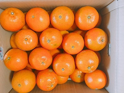 徳之島産 たんかん12月15日より受付開始！（発送は2月